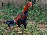 Chickens — Foto 8