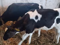 Bulle, Russian Black pied cattle — Foto 3
