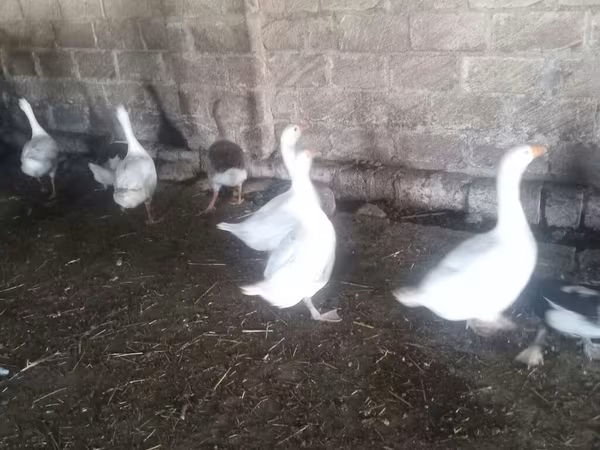 Geese