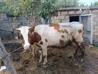 İnək, Simmental cattle — foto 1