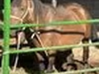 Stute, Pferde — Foto 6