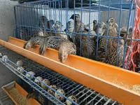 King Quail — foto 2