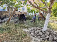 أبيض عريض الصدر — الصورة 3