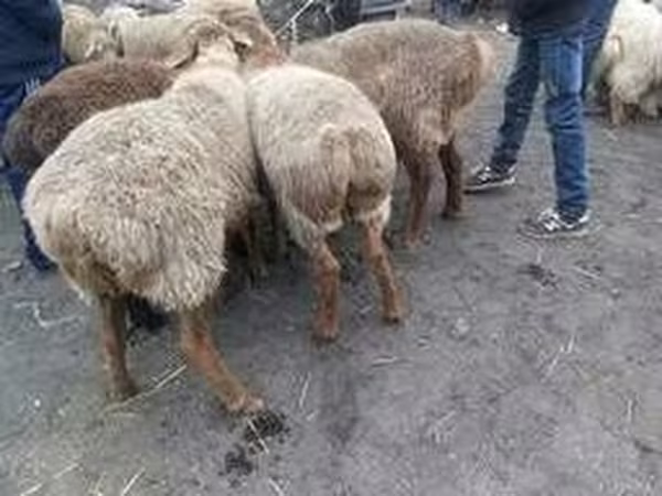 Баран, Вівці