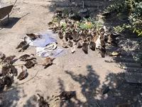 Ducks — photo 2