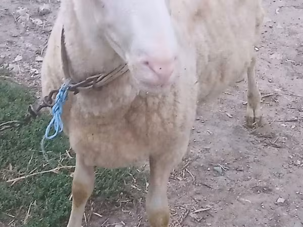 كبش, الأغنام