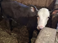 Kuh, Charolais cattle — Foto 5