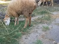 Sheep, Sheep — photo 6