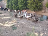 Ducks — Foto 5