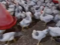 Chickens — photo 2