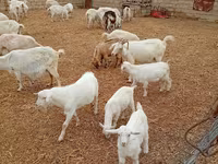 Ziege, Saanen goat — Foto 2
