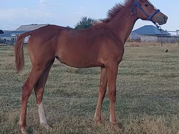Hengst, Thoroughbred horse