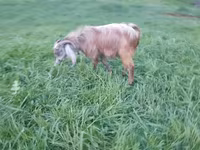 Ziegenbock, Ziegen — Foto 4