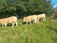 Bulle, Rinder — Foto 8