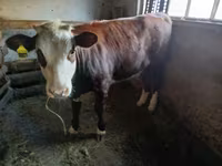 Сиыр, Simmental cattle — 3-сурет