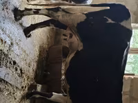 Sigir, Russian Black pied cattle — 5-rasm