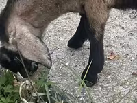 Коза, Nubian Goat — фото 3