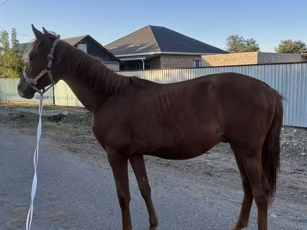 Horse (M), Arabian horse
