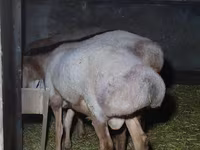 Widder, Arashan sheep — Foto 6