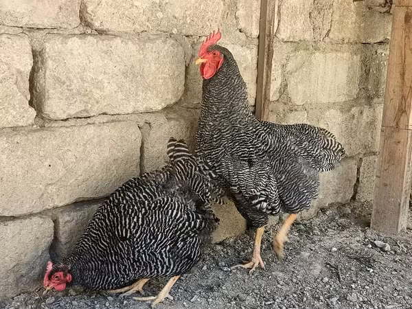 دجاجة سلوفينية مخططة