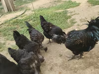 Chickens — 6-сурет
