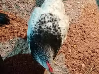 Adler Silver — Foto 1