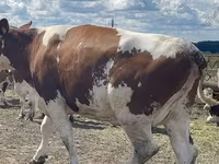 गाय, गोलस्टीन नस्ल — फ़ोटो 1