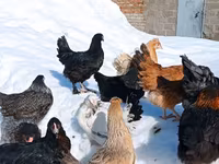Chickens — 4-сурет