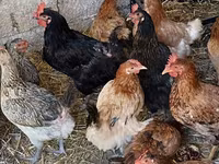 Chickens — foto 2
