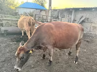 Сиыр, Ірі қара — 3-сурет