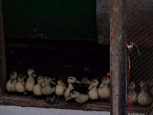 Ducks
