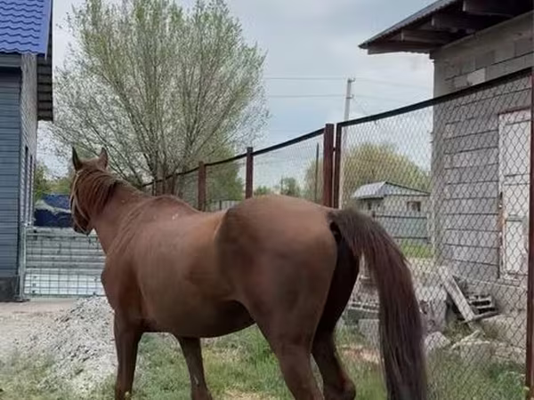 公马, Thoroughbred horse