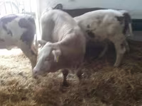 Cattle (batch, sex not specified), Simmental cattle — photo 5