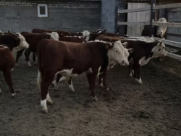 公牛, Kazakh White-headed cow