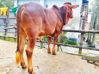 Bull, Cattle — photo 5