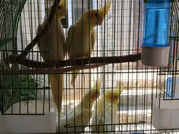 Watsapla goruntulu yiğin baxin ve secin cutu 100 Azn Qefesle