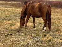 Stute, Kazakh horse — Foto 3