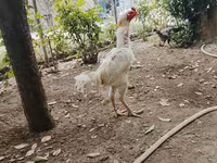 Chickens — 1-сурет