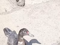 Ducks — الصورة 2