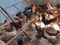 Chickens — फ़ोटो 1