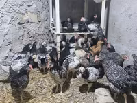 Chickens — photo 2