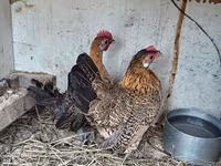 Chickens — foto 2