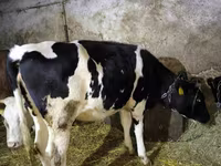 Kuh, Russian Black pied cattle — Foto 4