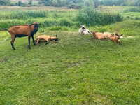 बकरा, Nubian Goat — फ़ोटो 3