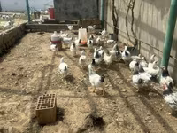 Chickens — photo 1