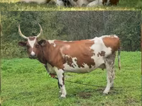 गाय, Simmental cattle — फ़ोटो 2