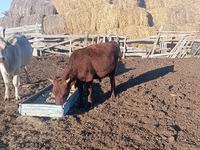 母牛, Cattle — 照片 4