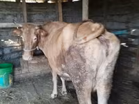 Vaca, Simmental cattle — foto 8