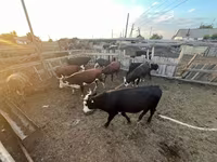 公牛, Cattle — 照片 1