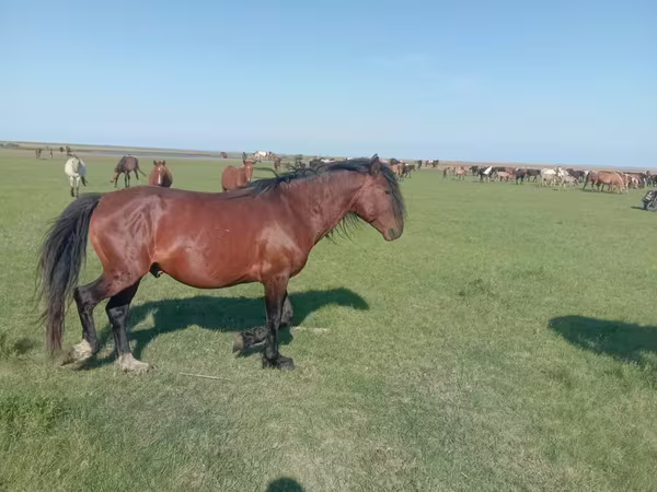 Кобила, Mugalzhar horse